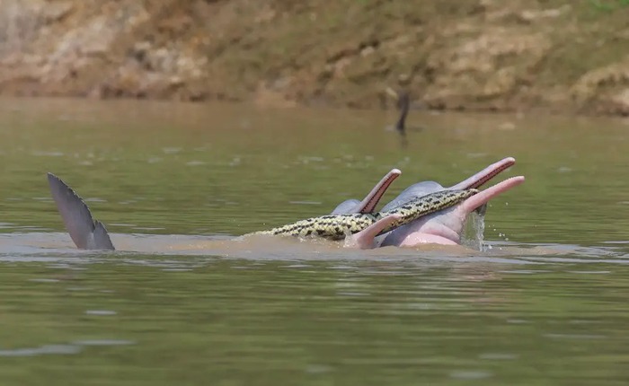 Những con cá heo đực bị phát hiện đang 'tự sướng' bằng một con trăn Nam Mỹ