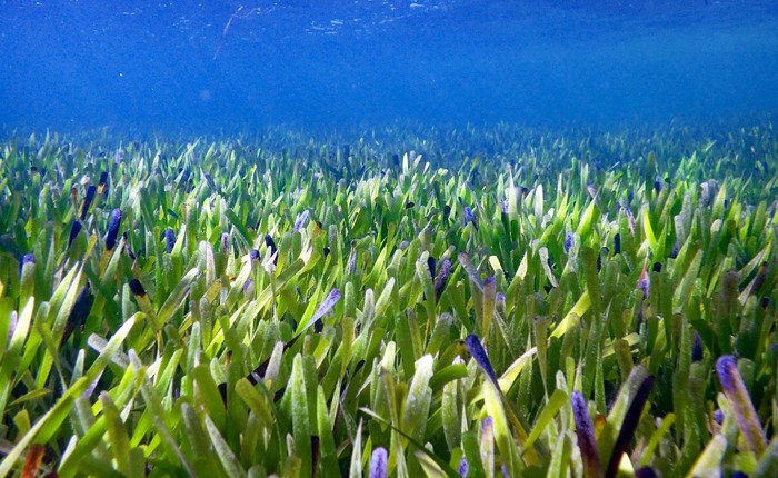 Kỷ lục về loài thực vật lớn nhất thế giới vừa bị phá bởi một thảm cỏ biển dài 180 km