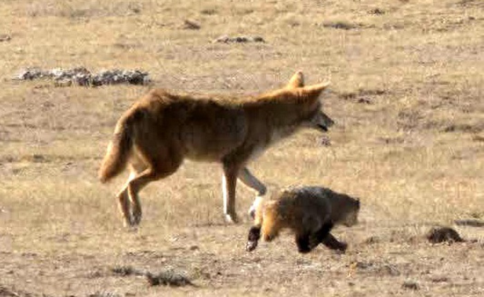 Tình bạn kỳ lạ trong tự nhiên: Chó sói đồng cỏ và lửng mật cùng hợp tác để săn mồi