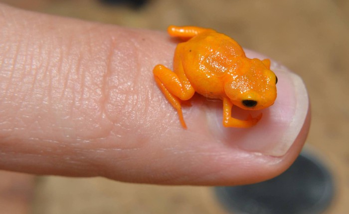 Loài ếch tội nghiệp nhất hành tinh: Nhỏ chỉ bằng cái móng tay, tiến hóa xong thì mất luôn bản năng nhảy
