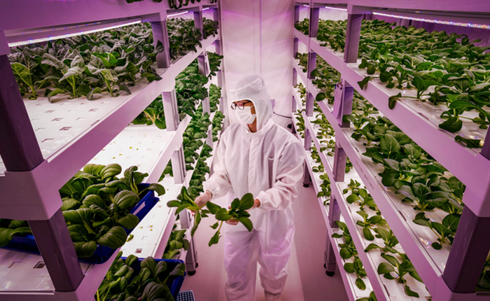 Dubai xây "nhà máy" trồng rau trên không lớn nhất thế giới, tiết kiệm 95% nước so với rau trồng trên đất