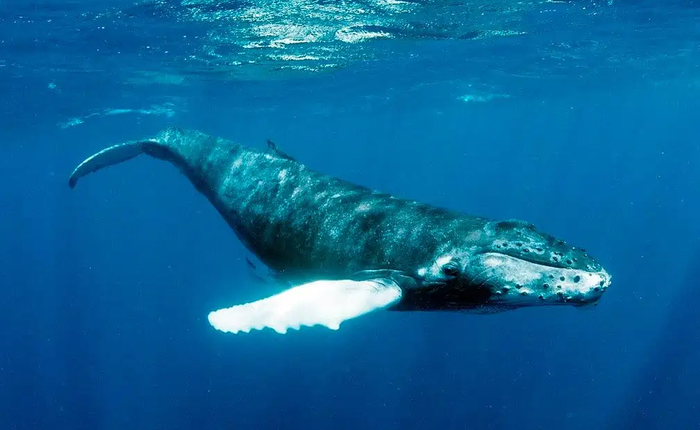 Cáp quang dưới biển có thể được sử dụng để ghi âm lại tiếng cá voi và xem chúng đang làm gì