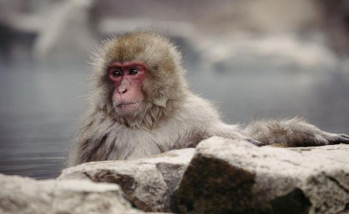 'Đại chiến người-khỉ' nổ ra ở Nhật Bản: 45 người đã bị thương