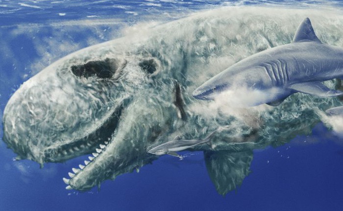 Mặt cá nhà táng là "món snack" yêu thích của cá mập megalodon