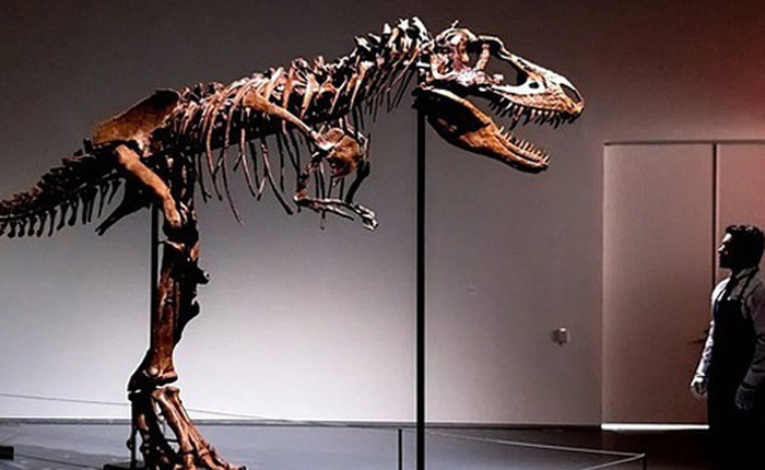 Giới siêu giàu bị chỉ trích vì sở thích 'chơi' hóa thạch khủng long