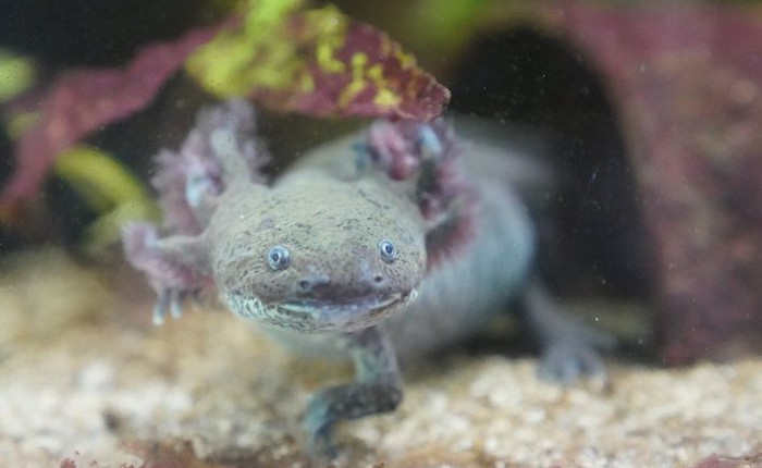 Axolotl: Loài kỳ nhông có thể giúp chúng ta khám phá ra những bí ẩn của não bộ