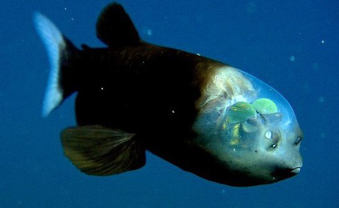 Tìm thấy loài cá có đầu trong suốt dưới đáy đại dương sâu thẳm