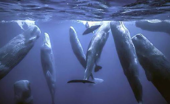 Vì sao loài động vật có 'mũi thở' như cá voi lại ngủ được dưới nước?