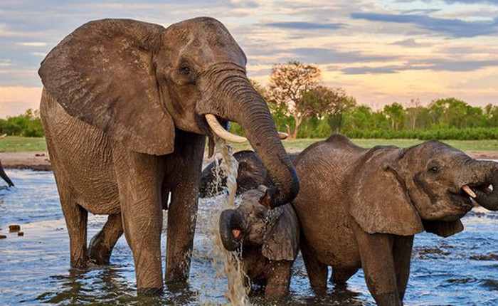 Loài voi có thể là 'chìa khóa' để cứu Trái Đất