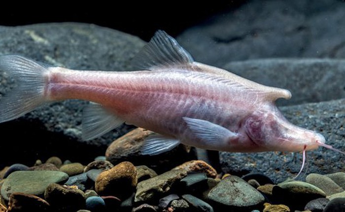 Phát hiện loài cá mới có cấu trúc giống sừng bí ẩn ở phía sau đầu
