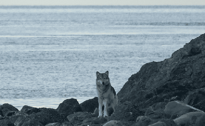 Những con sói ở Alaska đã ăn gì sau khi săn hết tất cả những con nai?