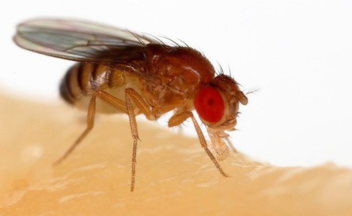 Phát hiện chiến thuật sinh tồn độc lạ của loài ruồi giấm