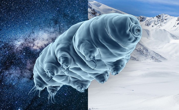 Bí mật của tardigrade bất tử: Một sinh vật không sợ bất kỳ thử thách nào!