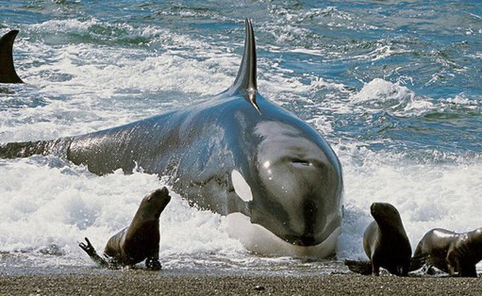 Khi hải cẩu đối mặt với cá voi sát thủ, liệu nó có cơ hội trốn thoát?