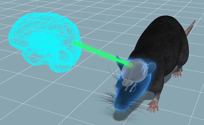 Thí nghiệm cấy ghép não: Sự phát triển của mô não người gây ra những thay đổi hành vi ở chuột!