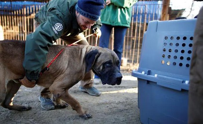Hàn Quốc dứt khoát về việc cấm ăn thịt chó