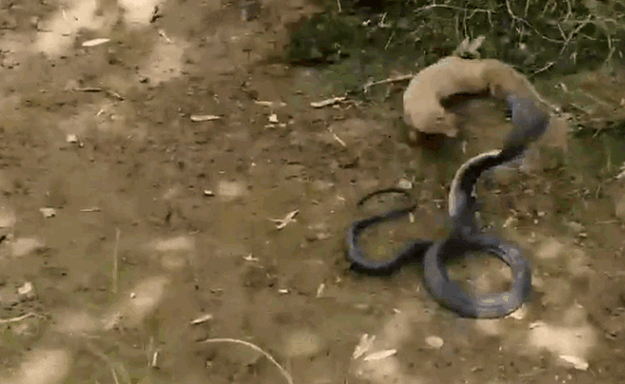 Thiên địch của rắn độc song đấu với hổ mang và Mamba đen: 2 giây hạ đo ván!