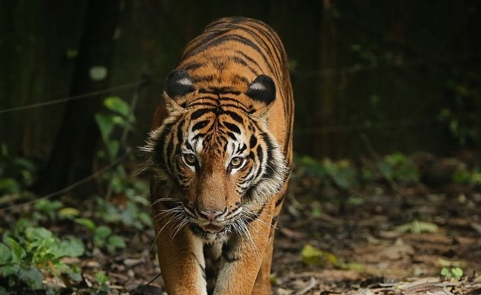 Giống hổ hiếm xuất hiện ở tỉnh cực Nam Thái Lan