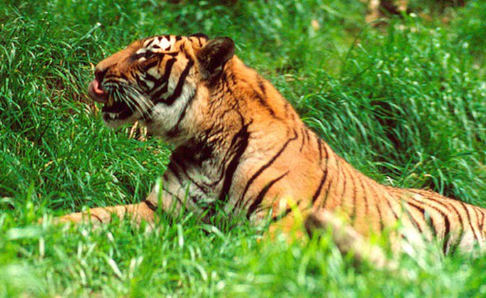 Gần 1.200 bẫy ảnh ở 21 khu rừng không phát hiện hổ, báo gấm, sao la