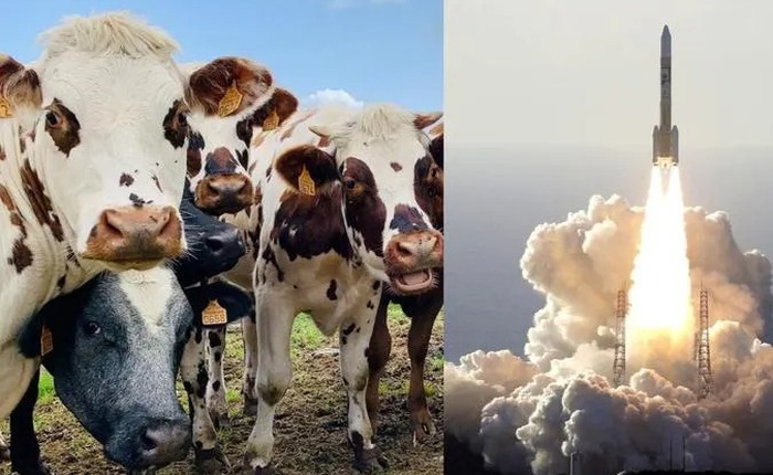 Công ty Nhật Bản này muốn cung cấp năng lượng cho tên lửa bằng chất thải của bò