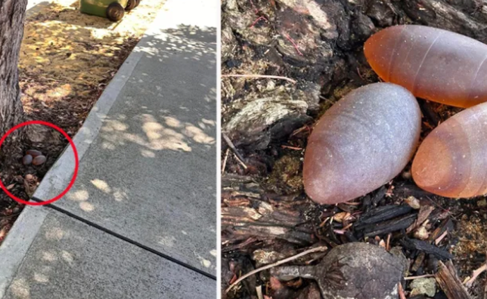 Chưa kịp vui vì tìm thấy 3 "viên đá" quý trước sân nhà, người phụ nữ tá hỏa khi biết lai lịch của chúng