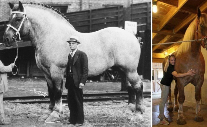 Đây là những con ngựa cao nhất và nặng nhất từng được ghi nhận
