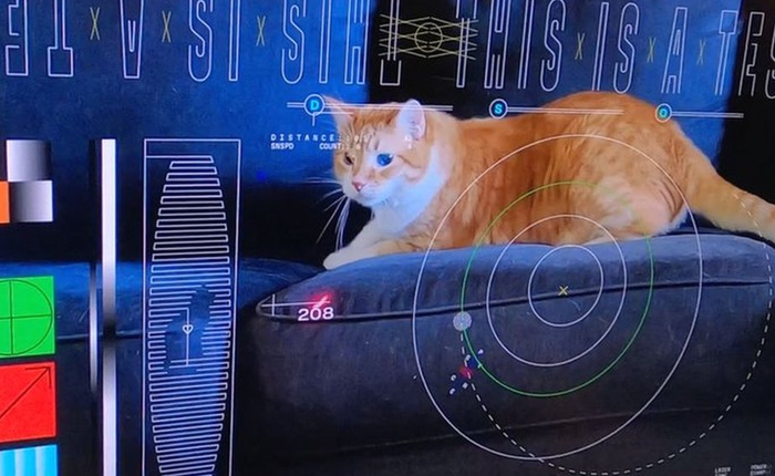 NASA 'tải xuống' thành công đoạn video quay mèo từ khoảng cách 31 triệu km ngoài không gian