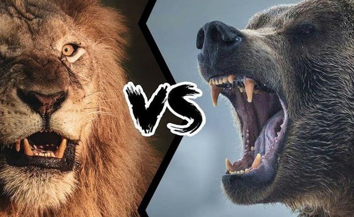 Sư tử “liều mạng” quyết chiến với gấu xám: Kết quả trận đấu nghẹt thở được định đoạt nhờ 3 yếu tố