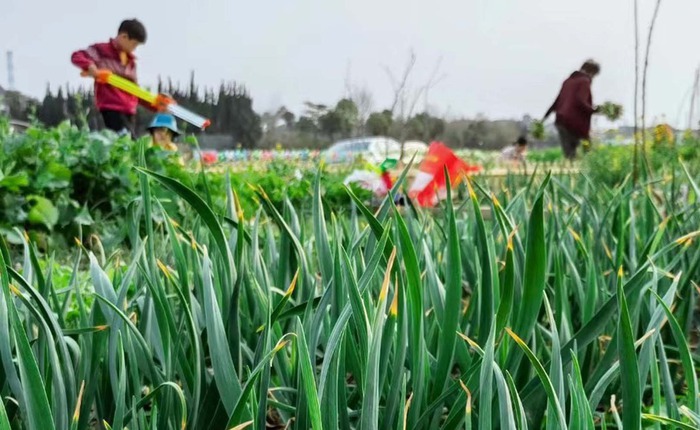 Trào lưu mới ở Trung Quốc: Dân đô thị ra ngoại thành thuê đất để trồng rau