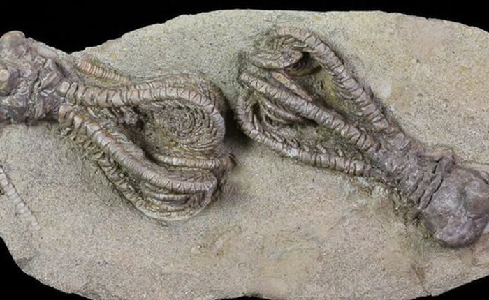 Phát hiện hóa thạch 'người ngoài hành tinh' 280 triệu năm tuổi tại Tây Úc