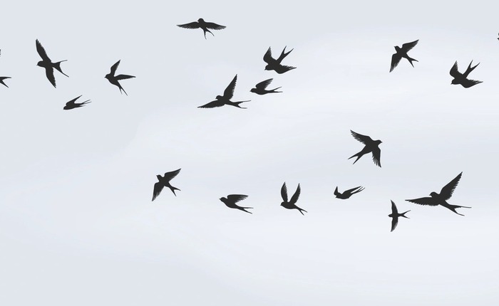 Các nhà khoa học đã biến những con chim chết thành máy bay không người lái