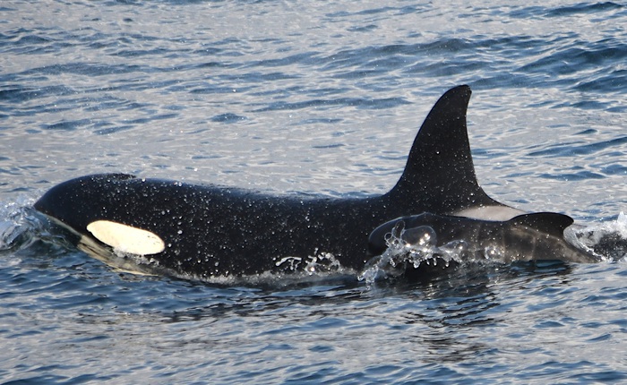 Lần đầu ghi nhận cá voi sát thủ bắt cóc cá voi con từ loài khác về nuôi