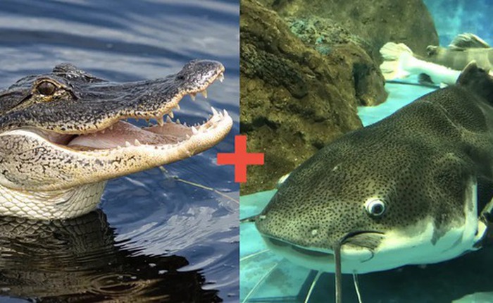 Các nhà khoa học tạo ra cá da trơn biến đổi gen bằng cách thêm DNA từ cá sấu