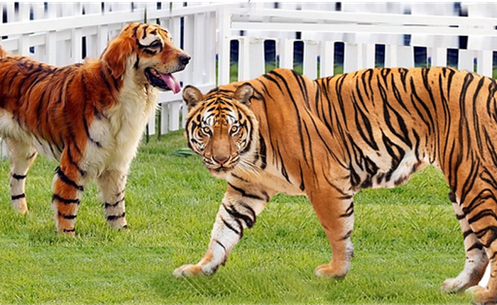 Con chó lớn nhất thế giới có thể đánh bại con hổ nhỏ nhất thế giới không?