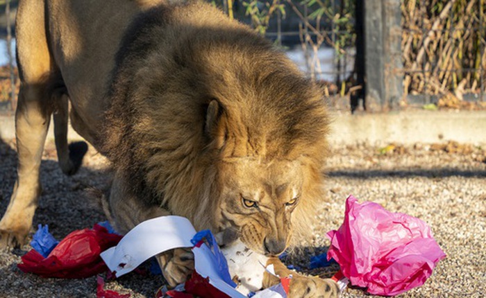 Tại sao sư tử, hổ và những con thú ăn thịt khác trong sở thú hiếm khi được ăn thịt lợn?