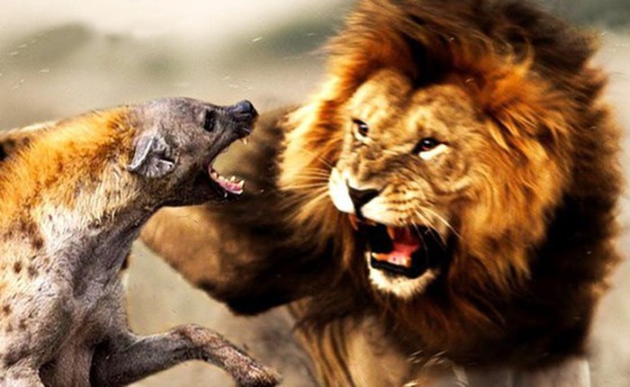 Tại sao sư tử và linh cẩu luôn tỏ ra bất hòa với nhau?