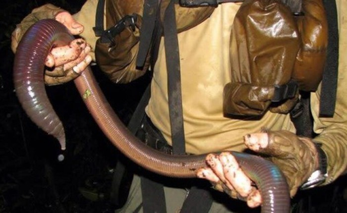Bí ẩn về loài giun Ecuador, dù là giun đất nhưng lại to bằng con rắn
