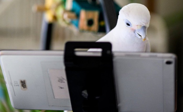 Nghiên cứu mới cho thấy vẹt rất thích gọi video call cho nhau, thậm chí có thể dạy nhau học và chơi