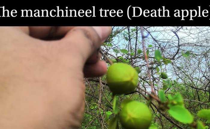 Tại sao Manchineel được coi là loài 'cây sát thủ'?