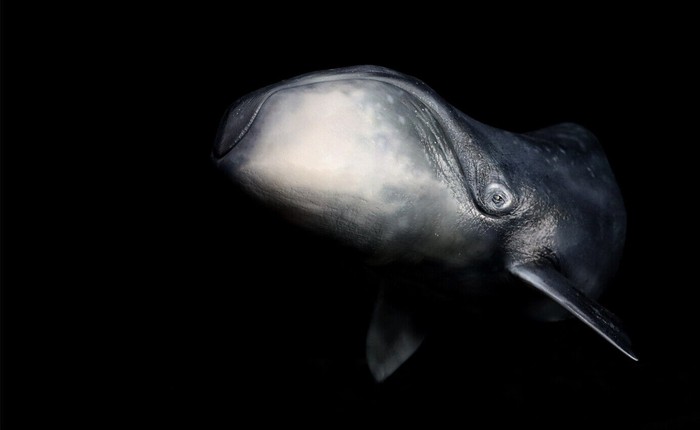 Vì sao cá voi đầu cong lại không thể bị ung thư?