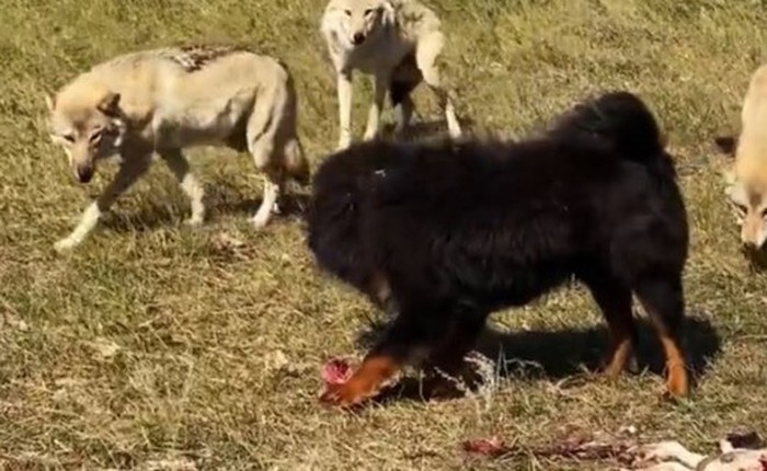 Chó ngao Tây Tạng đang hình thành những 'quân đoàn' đánh gấu nâu, báo tuyết, sói để kiếm thức ăn