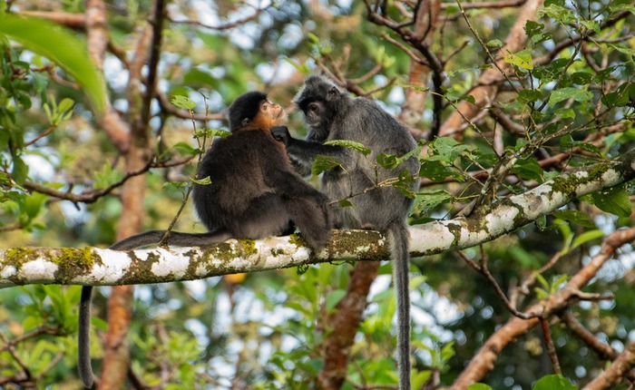 Con người chính là nguyên nhân khiến cho loài 'khỉ lai bí ẩn' xuất hiện ở đảo Borneo?