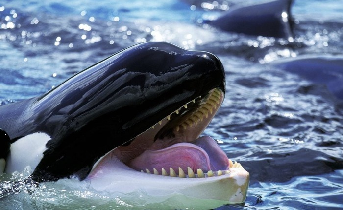 Chức năng của những đốm trắng phía trên mắt của cá voi sát thủ là gì?