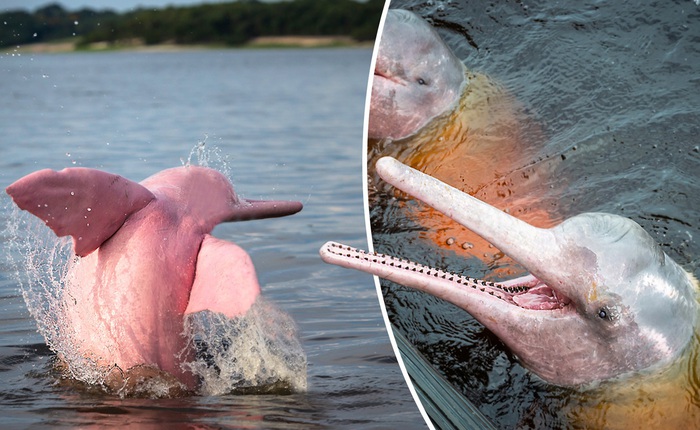 Tại sao cá heo sông Amazon có màu hồng?