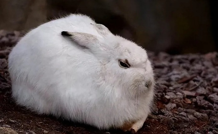Thỏ có khả năng sinh sản rất nhanh, vậy tại sao chúng chưa trở thành thức ăn chủ yếu của con người?