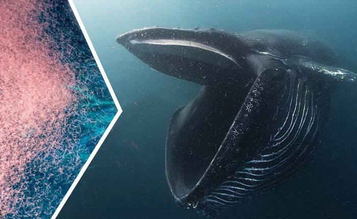 Tại sao cá voi xanh thích ăn cá và tôm nhỏ?