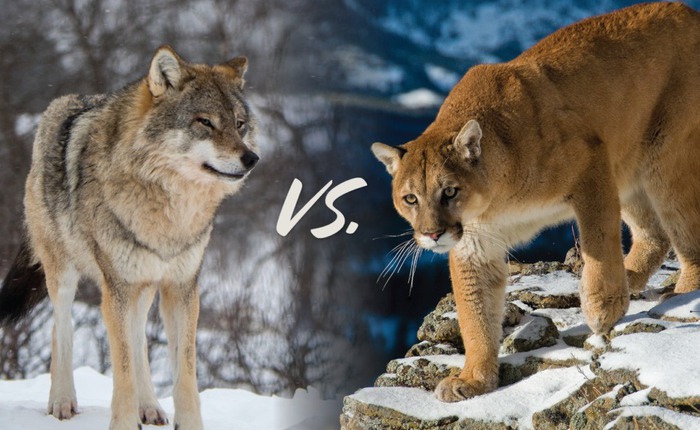 Điều gì xảy ra khi loài sói lớn nhất hành tinh đối đầu loài mèo lớn nhất Bắc Mỹ?