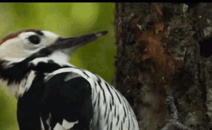Tại sao chim gõ kiến mổ 12.000 lần mỗi ngày mà không bị chấn thương đầu?