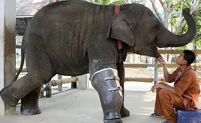 Con voi có thể sống sót dù bị gãy chân, nhưng tại sao con ngựa bị gãy chân lại phải chết?