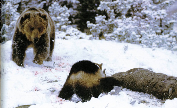 Chồn sói wolverine: Loài vật siêu hung dữ, có khả năng săn con mồi có kích thước lớn gấp sáu lần kích thước của chính nó!